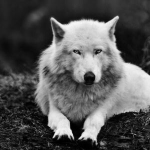 Meet your Posher, Wolf